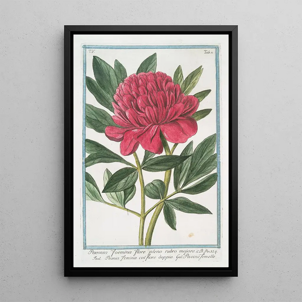 Paoenia foemina flore pleno rubro mojore Peony female - Giorgio Bonelli — framed artwork on a wall