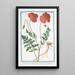Papaver erraticum majus poras Dioscordi Theophrasto Plinio Papaverone e Rosolaccio Pavot - Giorgio Bonelli — framed artwork on a wall