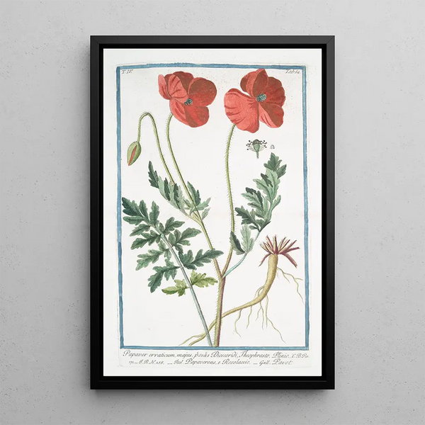Papaver erraticum majus poras Dioscordi Theophrasto Plinio Papaverone e Rosolaccio Pavot - Giorgio Bonelli — framed artwork on a wall