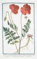Papaver erraticum majus poras Dioscordi Theophrasto Plinio Papaverone e Rosolaccio Pavot - Giorgio Bonelli — artwork view