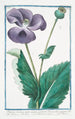 Papaver hortense nigro semine sylvestre Discoridis nigrum Plnii Black poppy - Giorgio Bonelli — artwork view