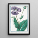 Papaver hortense nigro semine sylvestre Discoridis nigrum Plnii Black poppy - Giorgio Bonelli — framed artwork on a wall