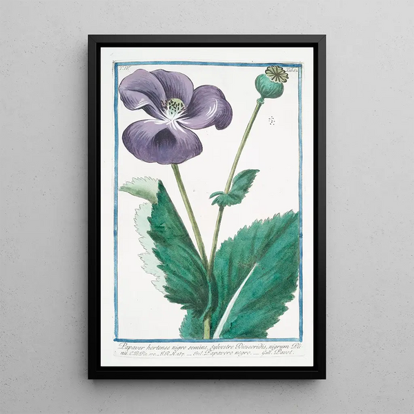 Papaver hortense nigro semine sylvestre Discoridis nigrum Plnii Black poppy - Giorgio Bonelli — framed artwork on a wall