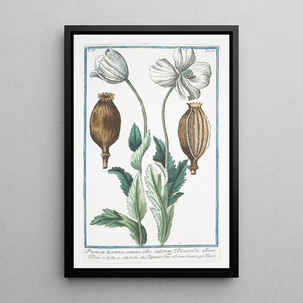 Papaver hortense semine albo Sativum Discoridis album Plinii Pavot domestique - Giorgio Bonelli — framed artwork on a wall