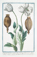 Papaver hortense semine albo Sativum Discoridis album Plinii Pavot domestique - Giorgio Bonelli — artwork view