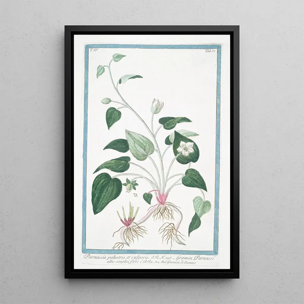 Parnassia palustris and vulgaris Grass of Parnassus with simple white flower Parnassus Herb - Giorgio Bonelli — framed artwork on a wall