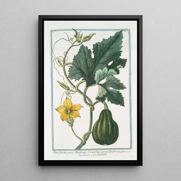 Pepo fructu parvo Pyriformi Cucurbita aspera Pyriformis parva Citrouille - Giorgio Bonelli — framed artwork on a wall