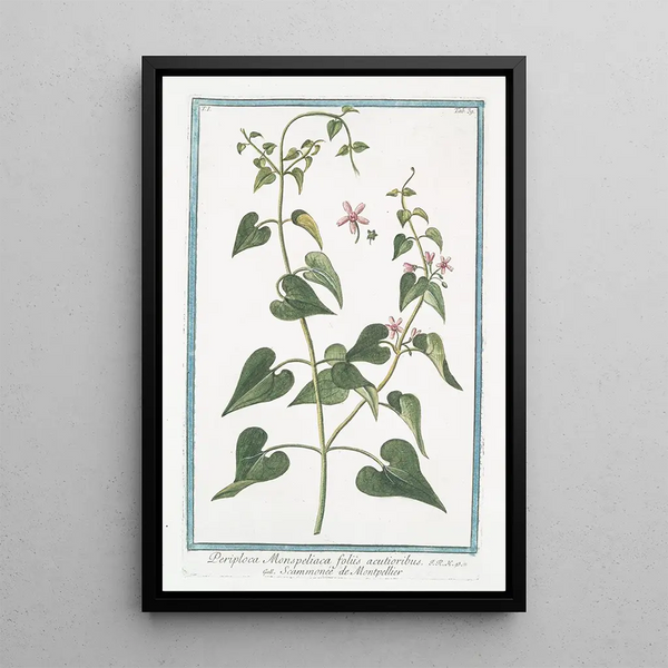 Periploca Monspeliaca with sharper leaves, Montpellier Scammonée - Giorgio Bonelli — framed artwork on a wall