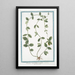 Pervinca angustifolia variegata Pervenche - Giorgio Bonelli — framed artwork on a wall
