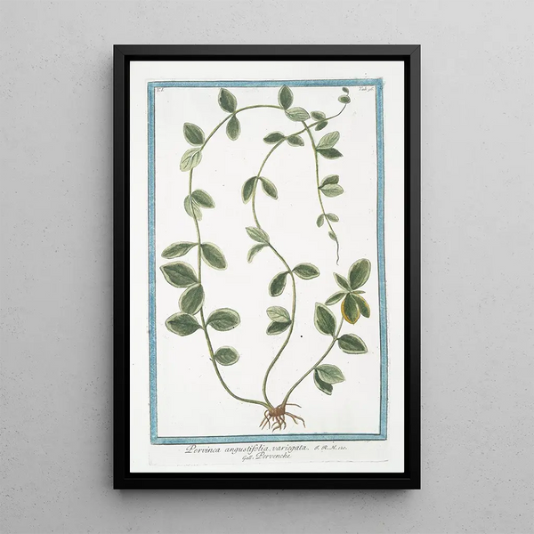Pervinca angustifolia variegata Pervenche - Giorgio Bonelli — framed artwork on a wall