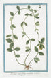Pervinca angustifolia variegata Pervenche - Giorgio Bonelli — artwork view