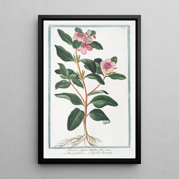 Pervinca vulgaris latifolia flore roseo Grande pervenche - Giorgio Bonelli — framed artwork on a wall