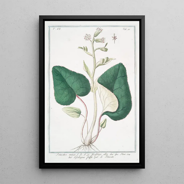 Petasites minor Tussilago alba White coltsfoot - Giorgio Bonelli — framed artwork on a wall