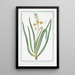 Phalangium ramosum with leafy caespitose leaves and yellow flowers Phalangium - Giorgio Bonelli — framed artwork on a wall