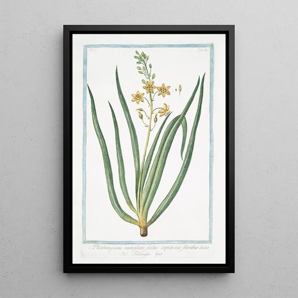 Phalangium ramosum with leafy caespitose leaves and yellow flowers Phalangium - Giorgio Bonelli — framed artwork on a wall