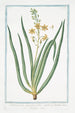 Phalangium ramosum with leafy caespitose leaves and yellow flowers Phalangium - Giorgio Bonelli — artwork view