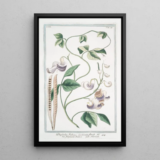 Giorgio Bonelli - Phaseolus Indicus cochleato flore Fagiuolo Indico Haricot.webp