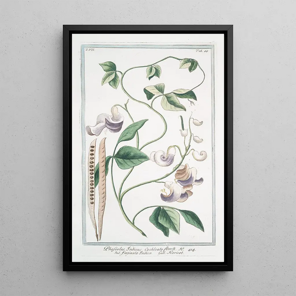 Rolled Flowering Phaseolus Indicus Bean - Giorgio Bonelli — framed artwork on a wall