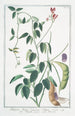 Phaseolus Indicus with large upright pods Bean - Giorgio Bonelli — artwork view
