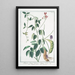 Phaseolus Indicus with large upright pods Bean - Giorgio Bonelli — framed artwork on a wall