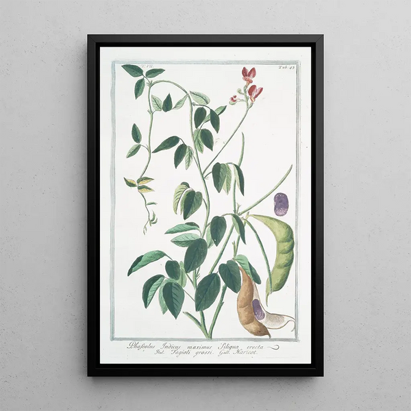 Phaseolus Indicus with large upright pods Bean - Giorgio Bonelli — framed artwork on a wall