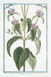 Phlomis Narbonensis with Hormin leaf and purple flower - Giorgio Bonelli — artwork view