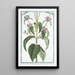 Phlomis Narbonensis with Hormin leaf and purple flower - Giorgio Bonelli — framed artwork on a wall