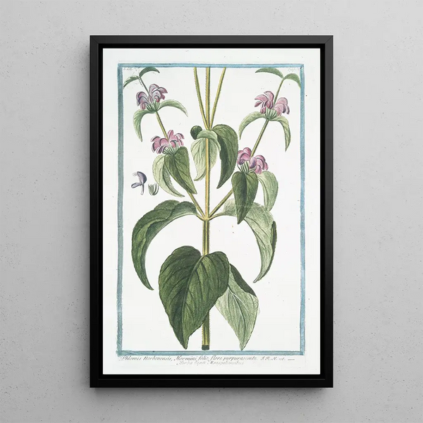 Phlomis Narbonensis with Hormin leaf and purple flower - Giorgio Bonelli — framed artwork on a wall