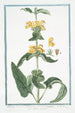 Phlomis fruticosa with broader, rounder sage leaves - Giorgio Bonelli — artwork view