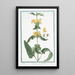 Phlomis fruticosa with broader, rounder sage leaves - Giorgio Bonelli — framed artwork on a wall