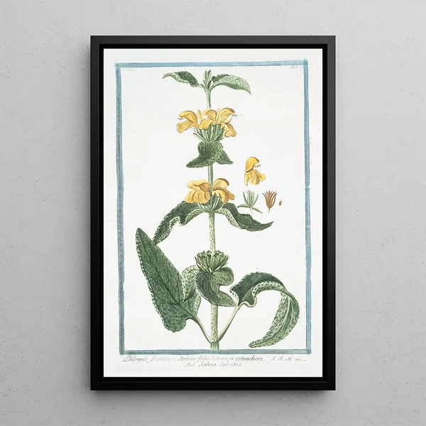 Phlomis fruticosa with broader, rounder sage leaves - Giorgio Bonelli — framed artwork on a wall