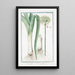 Porrum commun capitulé Leek - Giorgio Bonelli — framed artwork on a wall