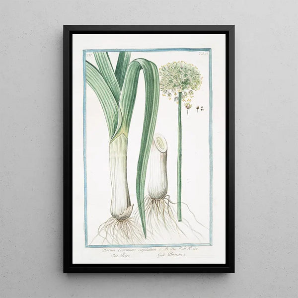 Porrum commun capitulé Leek - Giorgio Bonelli — framed artwork on a wall