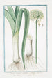 Porrum commun capitulé Leek - Giorgio Bonelli — artwork view