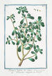 Portulaca with broad leaves Purslane - Giorgio Bonelli — artwork view
