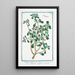 Portulaca with broad leaves Purslane - Giorgio Bonelli — framed artwork on a wall
