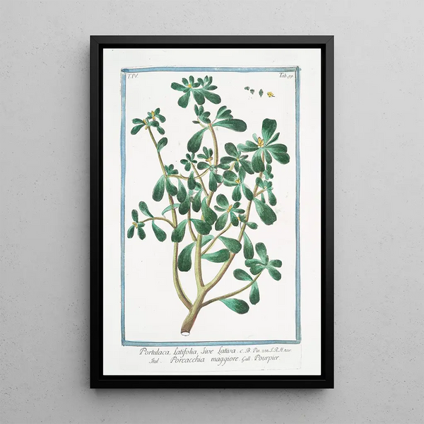 Portulaca with broad leaves Purslane - Giorgio Bonelli — framed artwork on a wall
