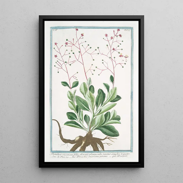 Portulaca racémose à feuilles obovales Pourpier - Giorgio Bonelli — framed artwork on a wall