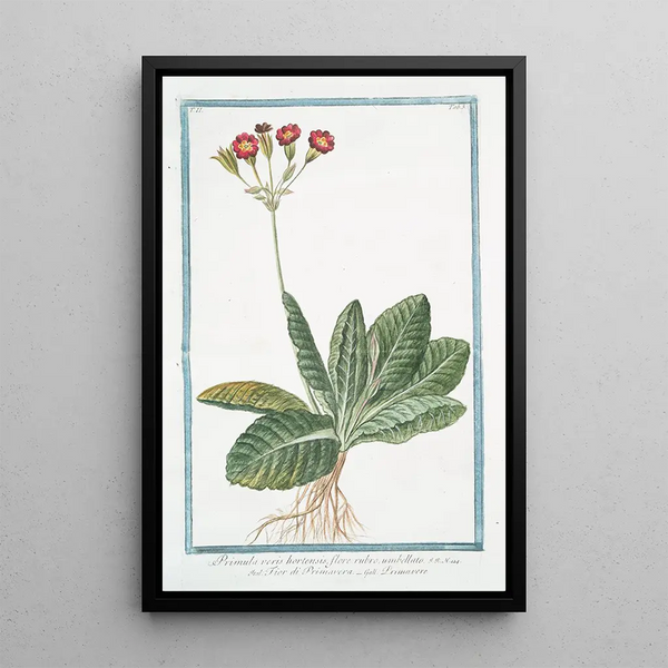 Red-flowered Primula in umbels - Giorgio Bonelli — framed artwork on a wall