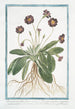Red-flowered Primrose painting with yellow umbilicus - Giorgio Bonelli — artwork view