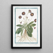 Red-flowered Primrose painting with yellow umbilicus - Giorgio Bonelli — framed artwork on a wall