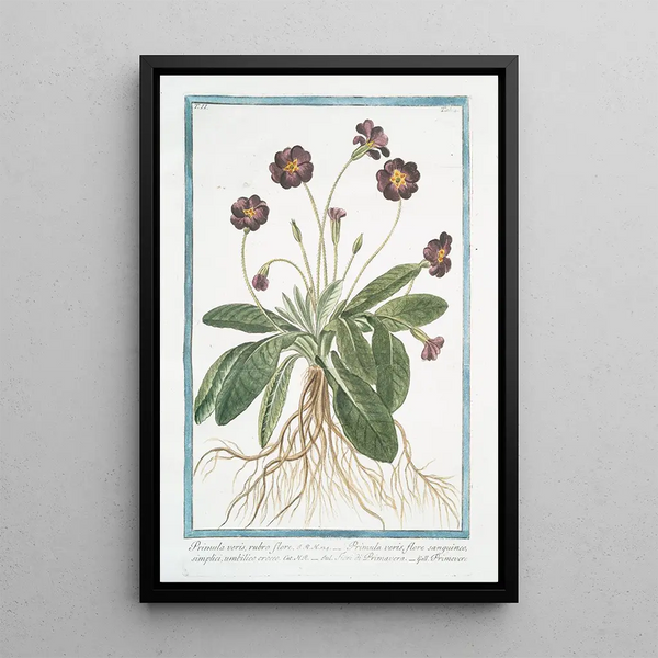 Red-flowered Primrose painting with yellow umbilicus - Giorgio Bonelli — framed artwork on a wall
