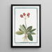 Primevère à fleurs jumelées à ombilic doré - Giorgio Bonelli — framed artwork on a wall