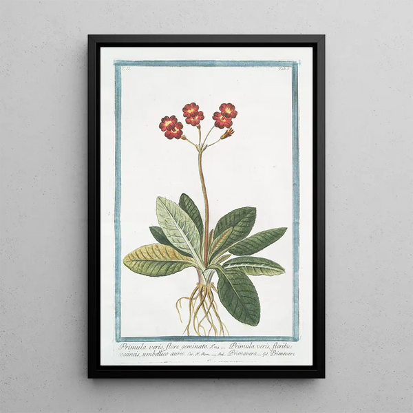Primevère à fleurs jumelées à ombilic doré - Giorgio Bonelli — framed artwork on a wall