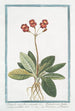 Primevère à fleurs jumelées à ombilic doré - Giorgio Bonelli — artwork view