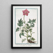 Pulsatilla with trifid leaves and full incarnate flower - Giorgio Bonelli — framed artwork on a wall