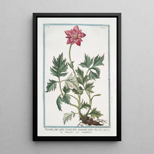 Pulsatilla with trifid leaves and full incarnate flower - Giorgio Bonelli — framed artwork on a wall