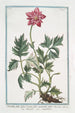 Pulsatilla with trifid leaves and full incarnate flower - Giorgio Bonelli — artwork view