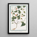 Quamoclit américaine à feuilles cordiformes aiguës - Giorgio Bonelli — framed artwork on a wall