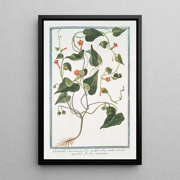 Quamoclit américaine à feuilles cordiformes aiguës - Giorgio Bonelli — framed artwork on a wall